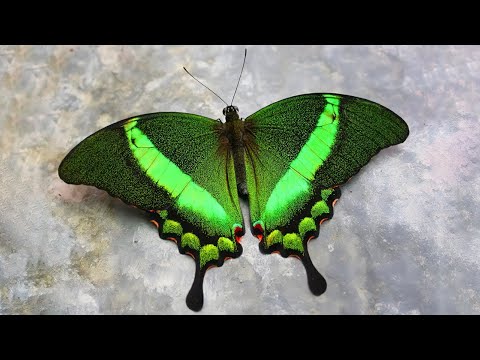 Descubre el mágico mundo de las mariposas pendiente trepador Atenea: colores, formas y curiosidades