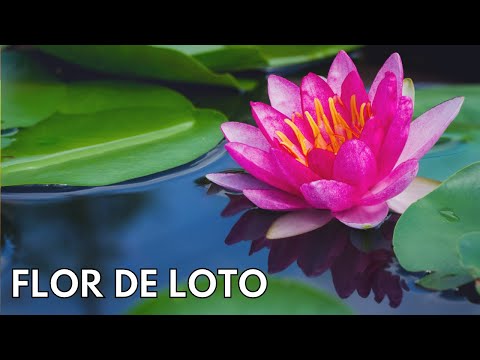 Descubre la belleza y el significado del Anillo Flor de Loto: ¡La joya que te conecta con la armonía y el renacimiento!
